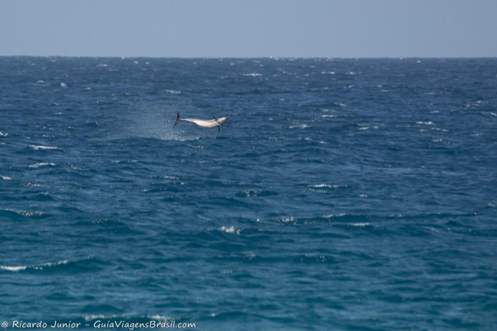 Imagem do mar azul com um golfinho fazendo graças para os turistas.